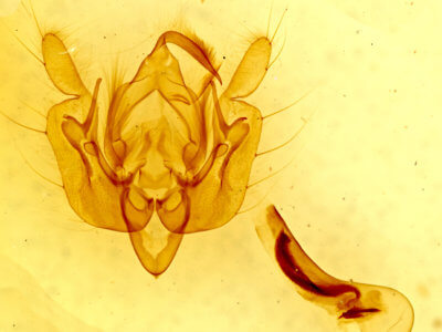 genitalia view of adult Leucania dia