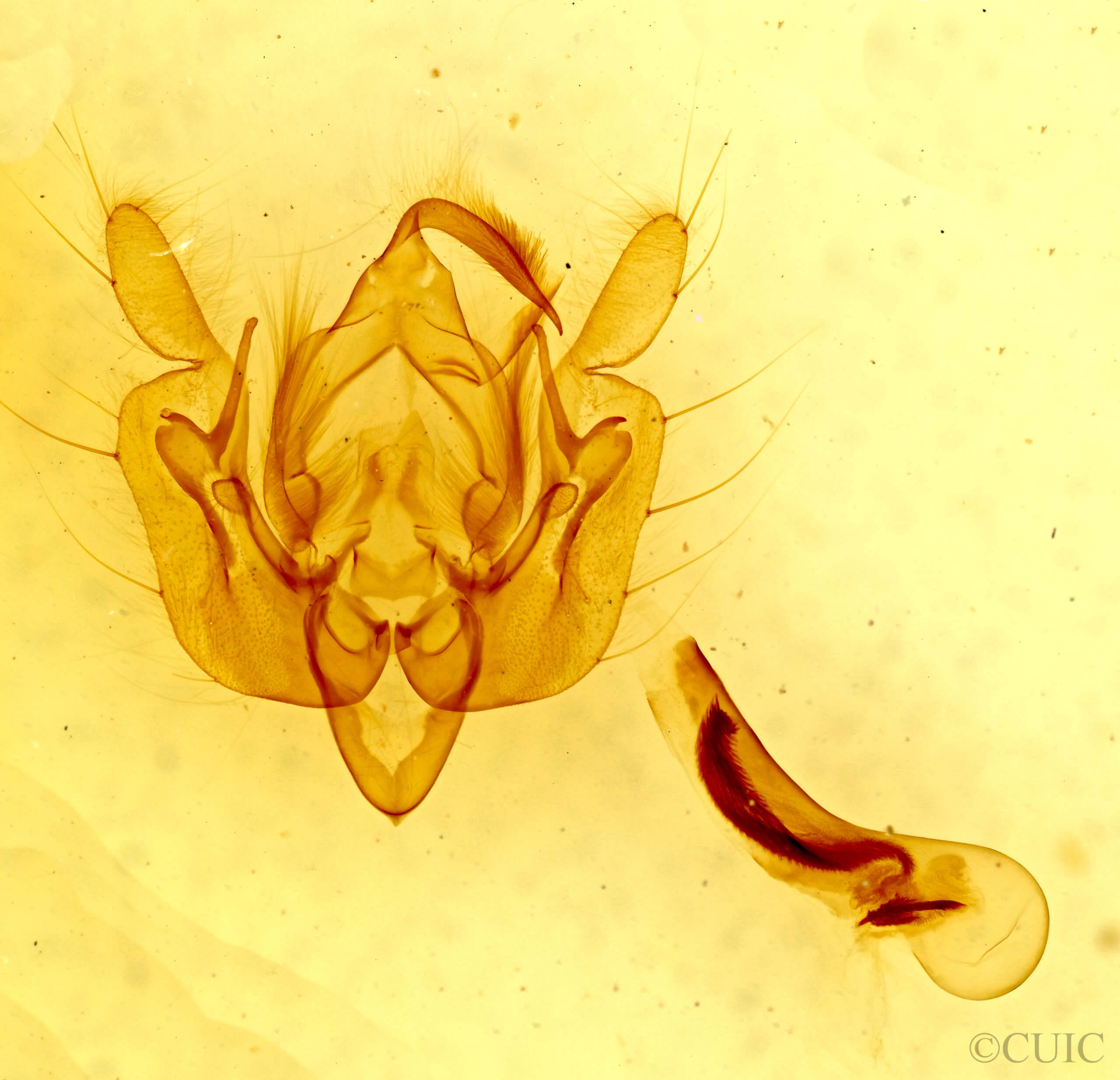 genitalia view of adult Leucania dia