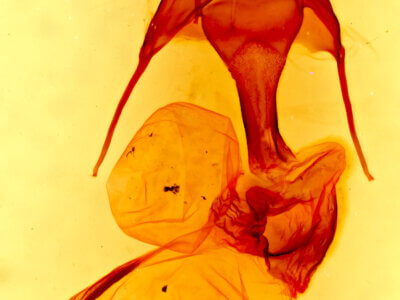 genitalia view of adult Lophoceramica artega