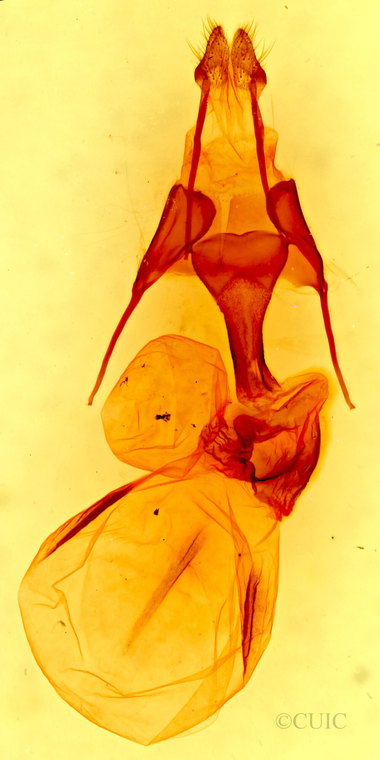 genitalia view of adult Lophoceramica artega