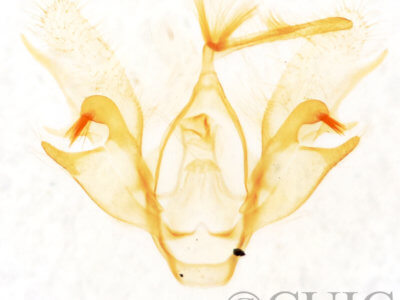 genitalia view of adult Nychioptera accola
