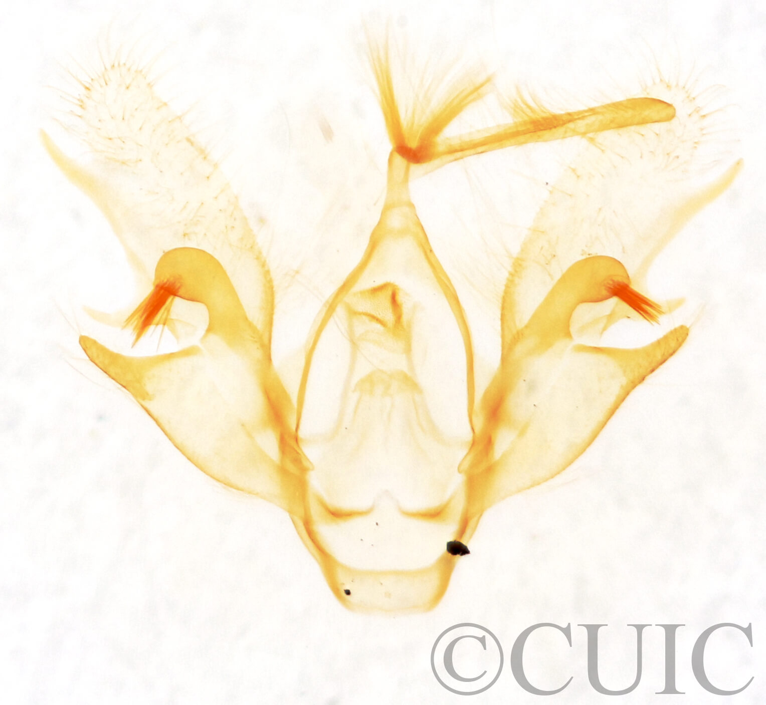 genitalia view of adult Nychioptera accola