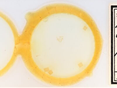 slide view of adult Nychioptera accola