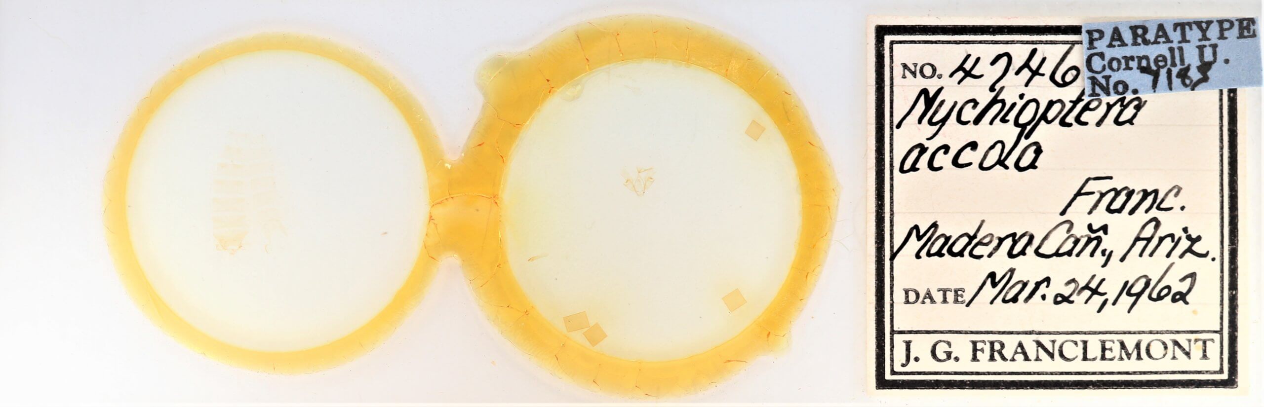 slide view of adult Nychioptera accola