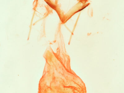 genitalia view of adult Nychioptera accola