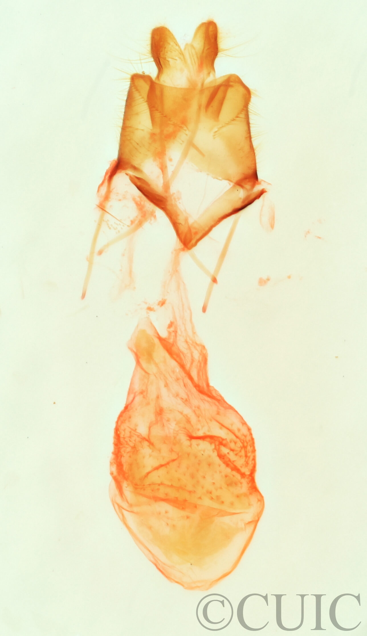 genitalia view of adult Nychioptera accola