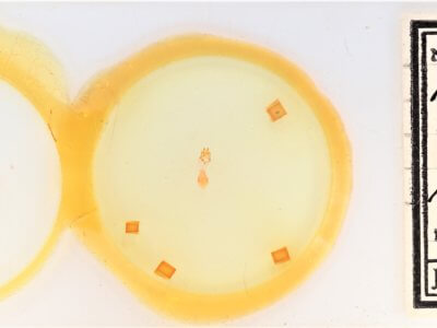 slide view of adult Nychioptera accola