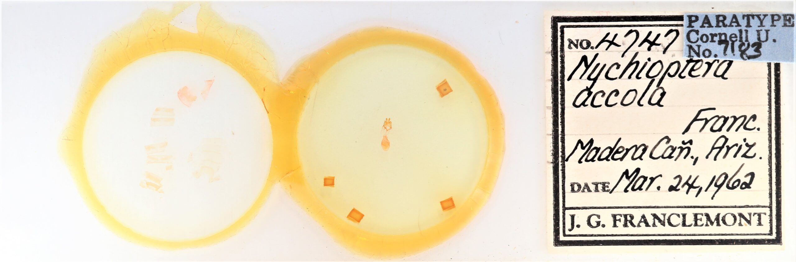 slide view of adult Nychioptera accola