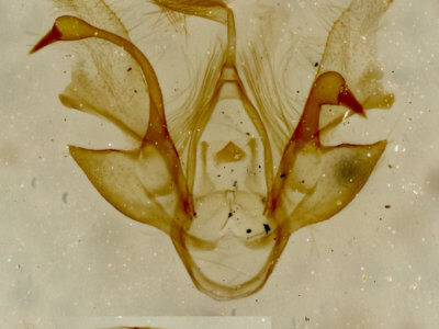 genitalia view of adult Nychioptera noctuidalis