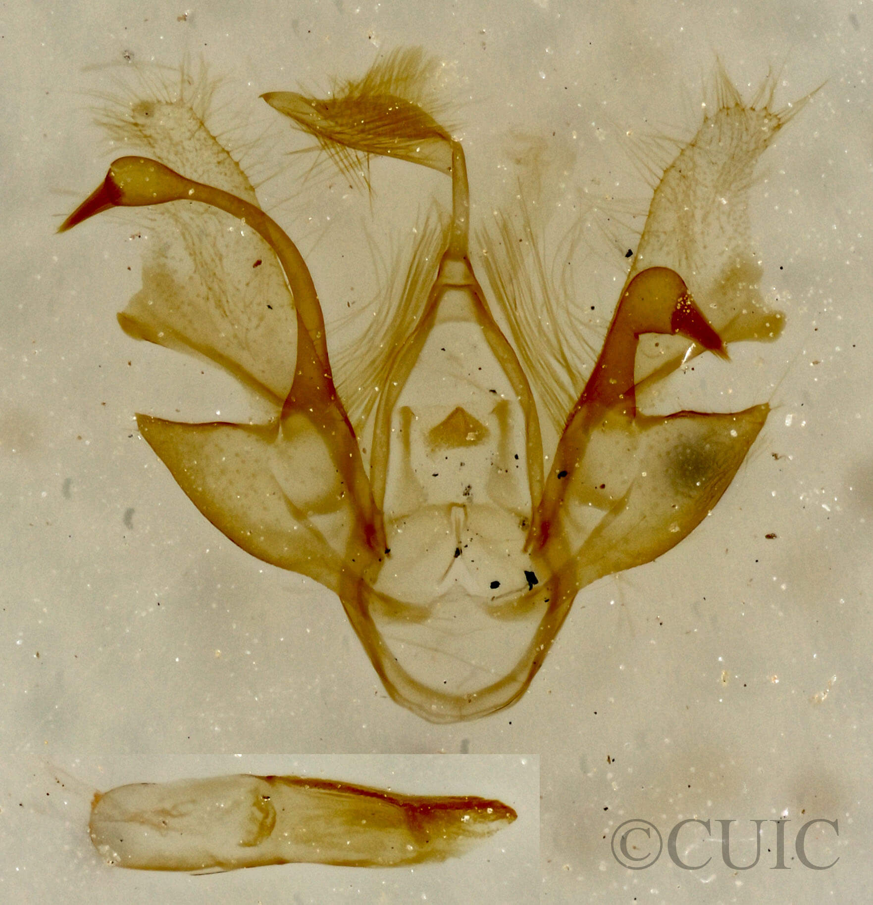 genitalia view of adult Nychioptera noctuidalis