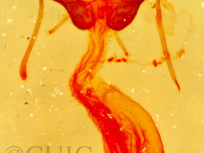 genitalia view of adult Nychioptera noctuidalis