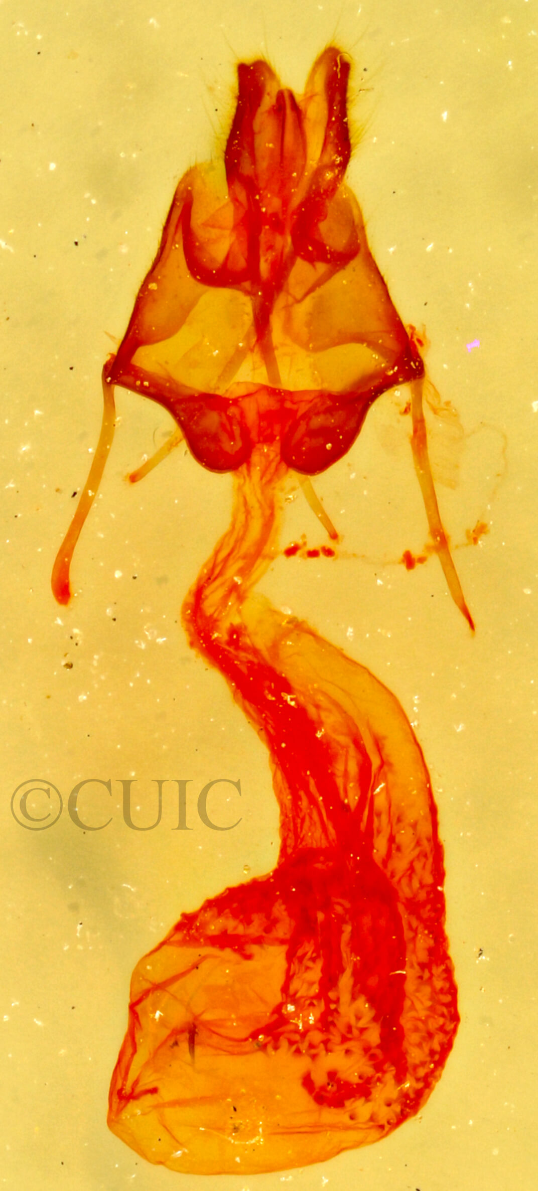 genitalia view of adult Nychioptera noctuidalis