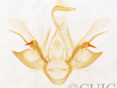genitalia view of adult Nychioptera opada