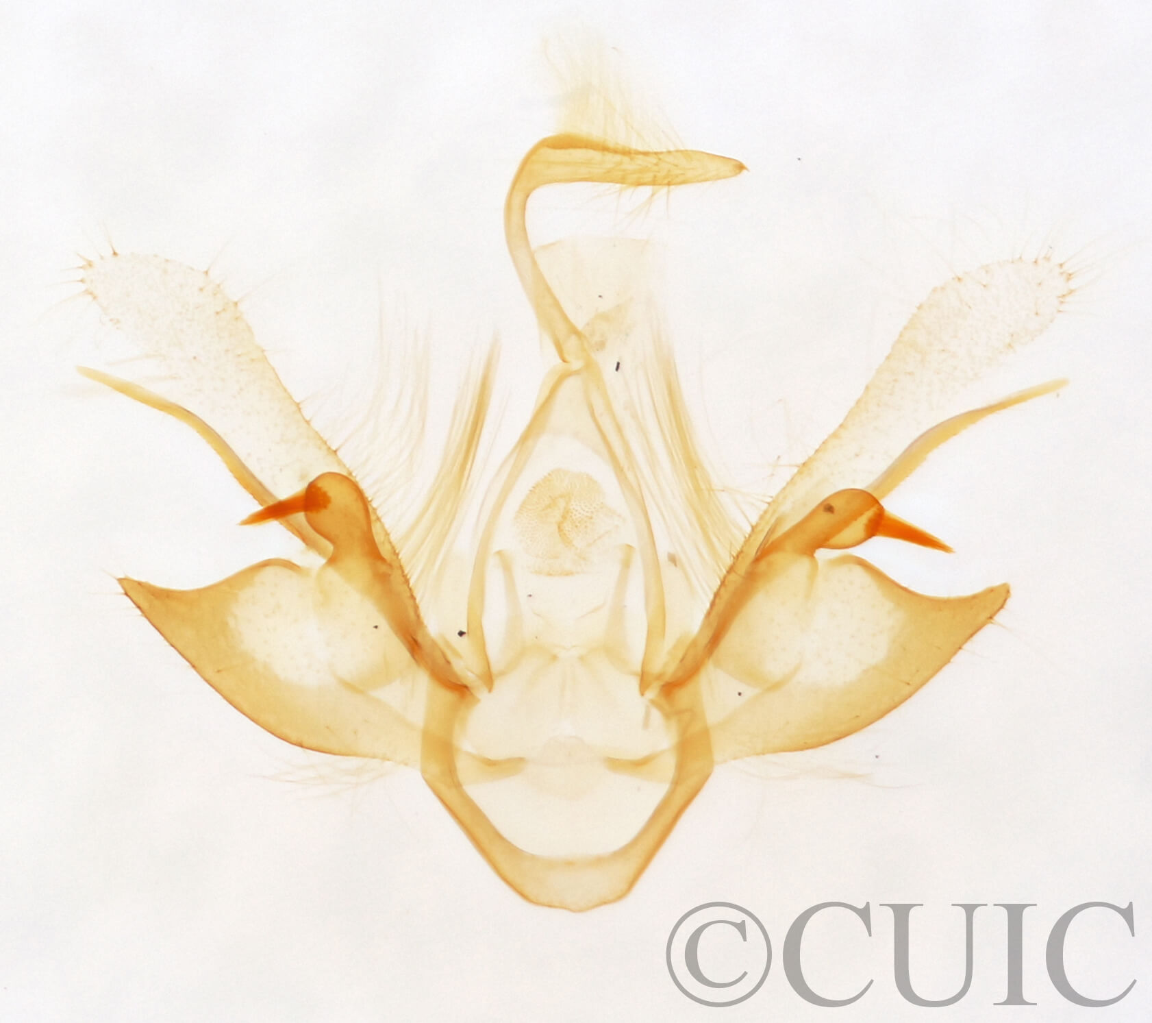 genitalia view of adult Nychioptera opada
