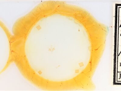 slide view of adult Nychioptera opada