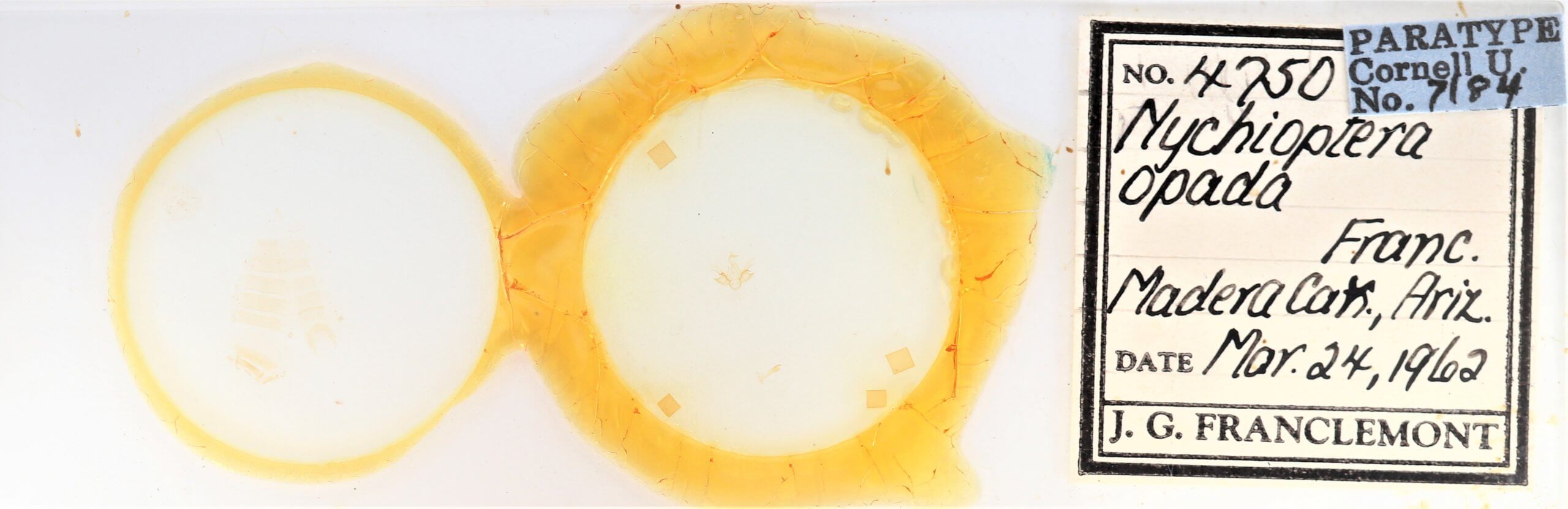 slide view of adult Nychioptera opada