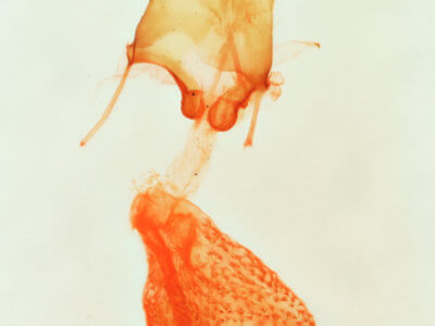 genitalia view of adult Nychioptera opada