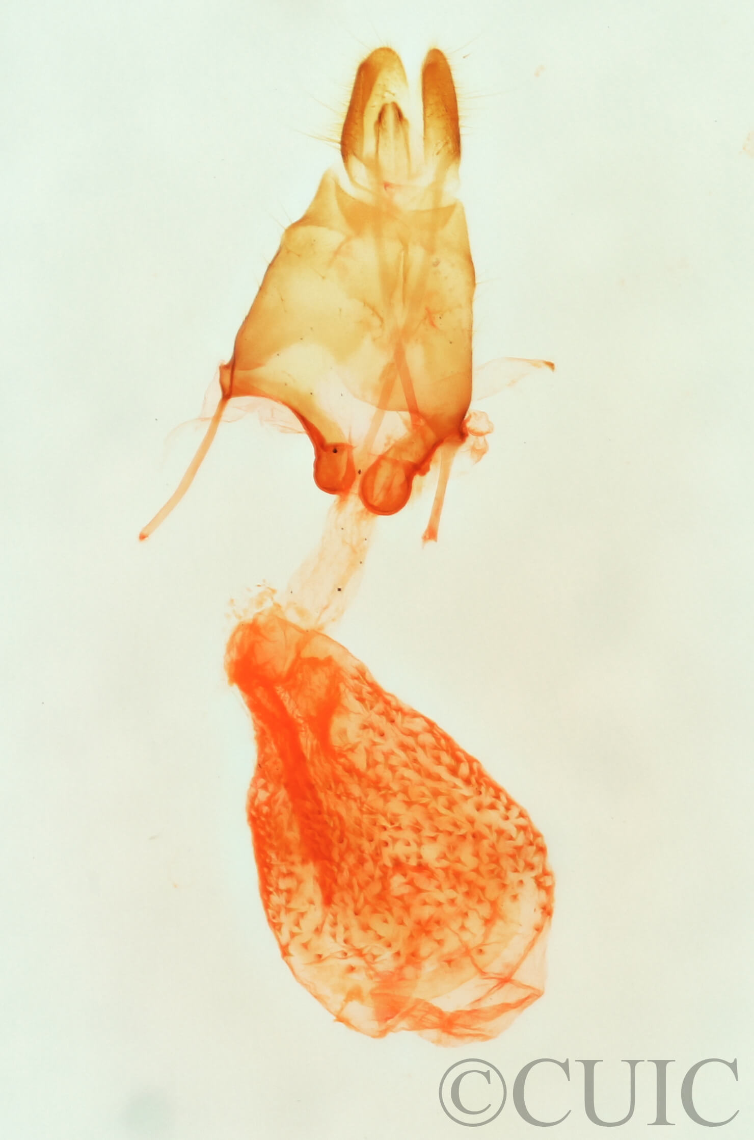 genitalia view of adult Nychioptera opada