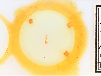 slide view of adult Nychioptera opada