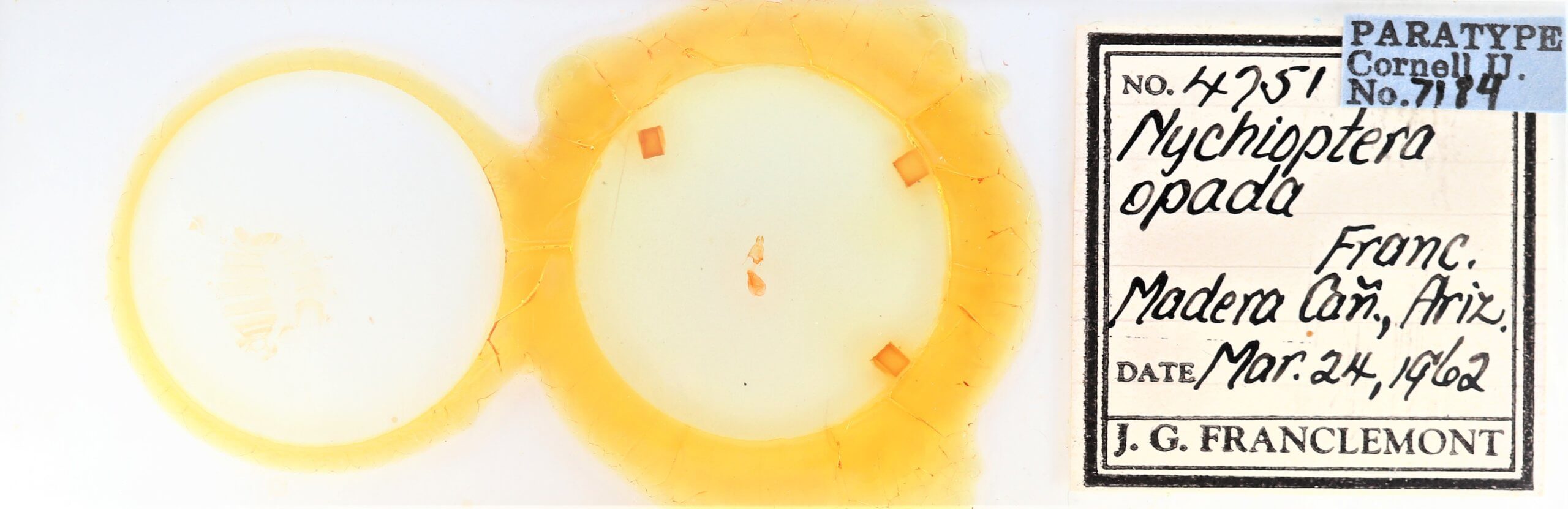 slide view of adult Nychioptera opada