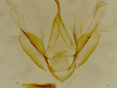 genitalia view of adult Zelicodes linearis