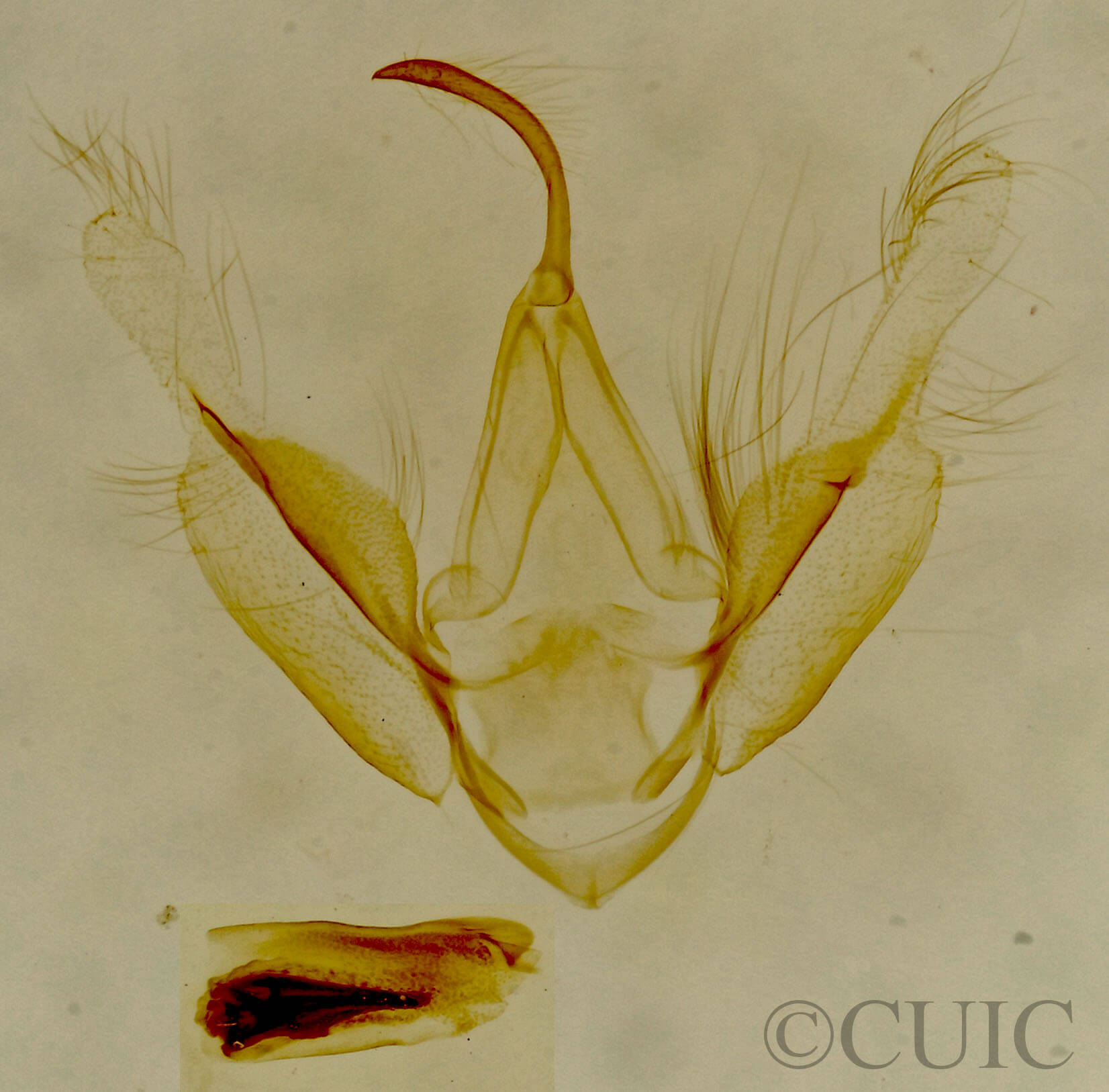 genitalia view of adult Zelicodes linearis