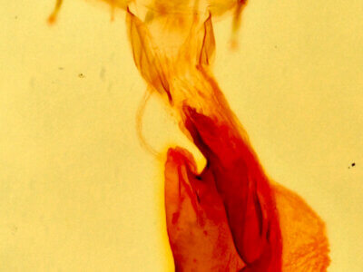 genitalia view of adult Zelicodes linearis