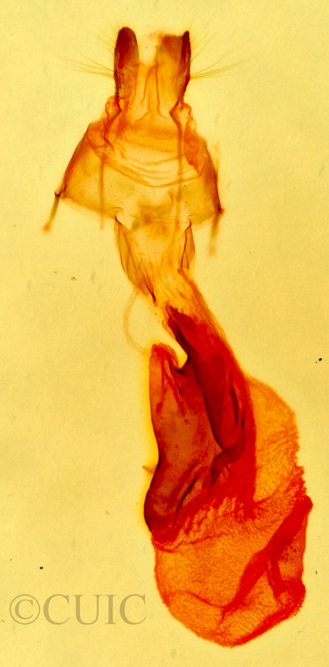 genitalia view of adult Zelicodes linearis