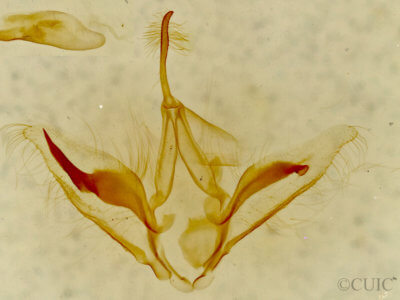 genitalia view of adult Oxycilla tripla