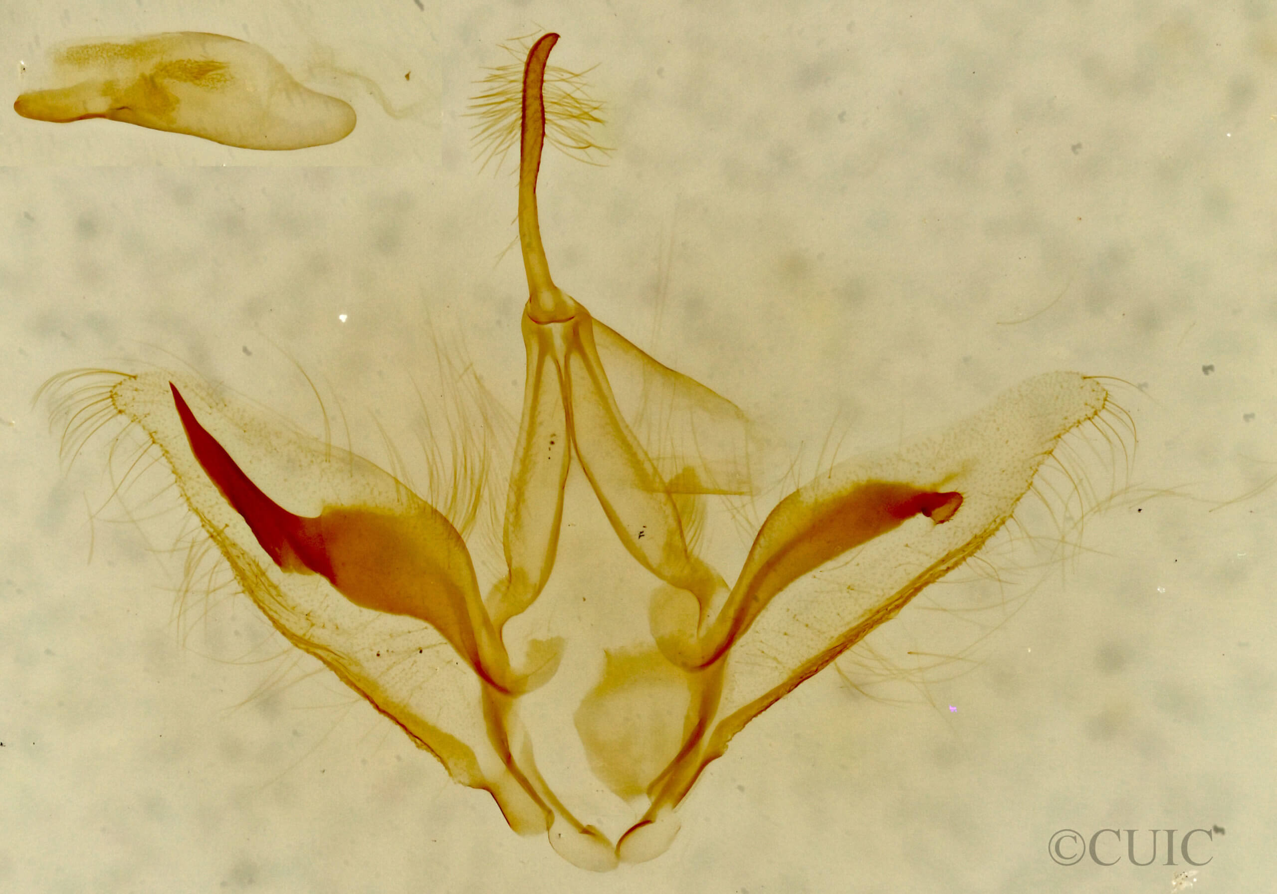genitalia view of adult Oxycilla tripla