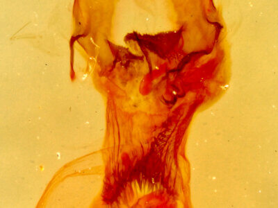 genitalia view of adult Oxycilla tripla