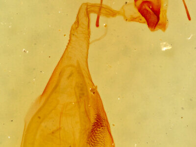 genitalia view of adult Hemeroplanis punitalis