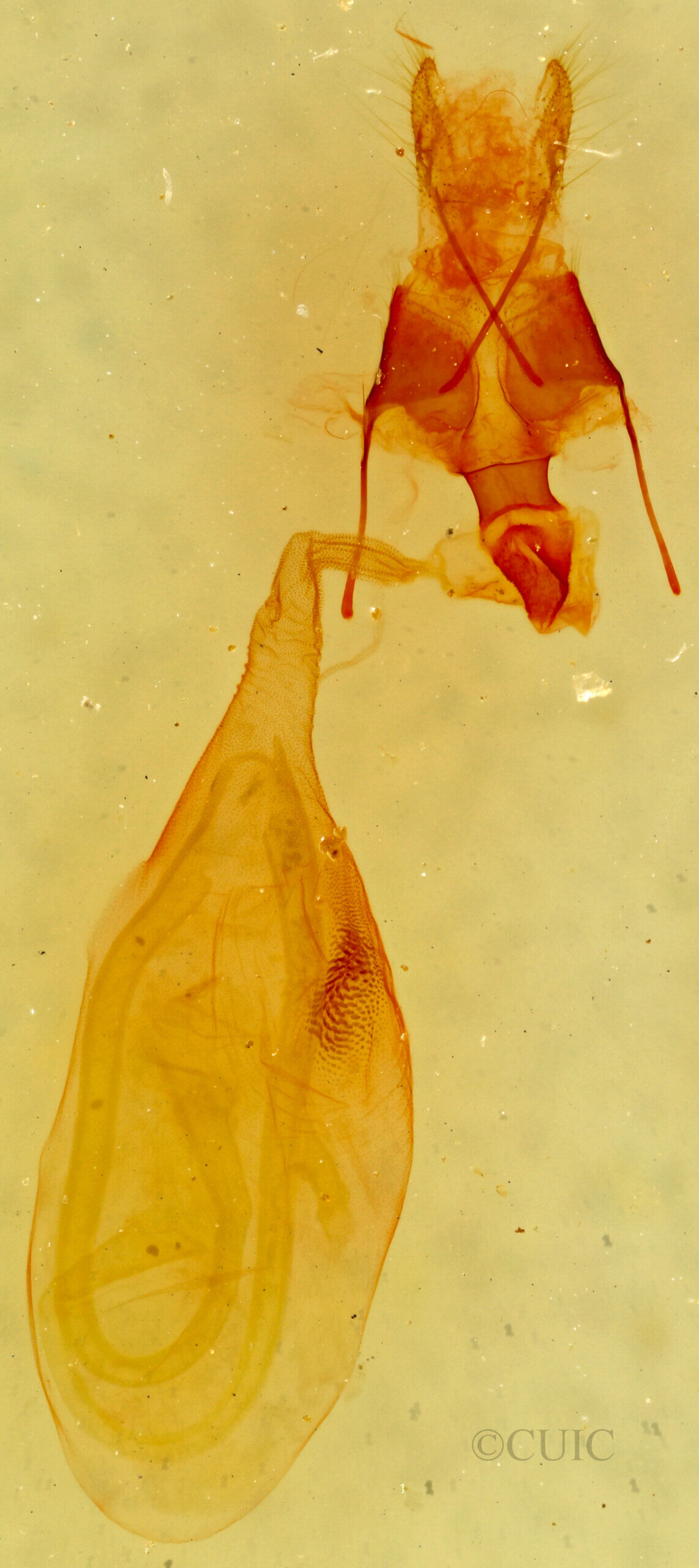 genitalia view of adult Hemeroplanis punitalis