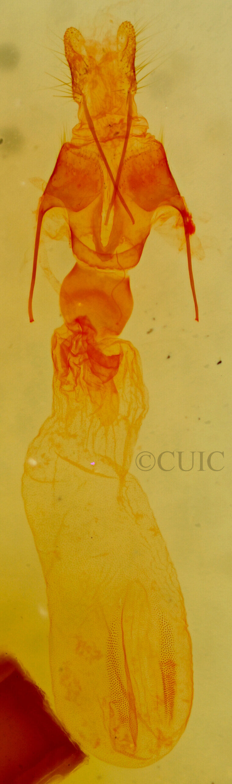 genitalia view of adult Hemeroplanis incusalis
