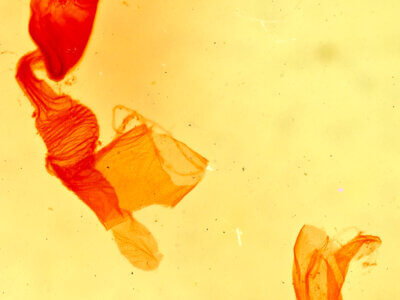 genitalia view of adult Hemeroplanis scopulepes