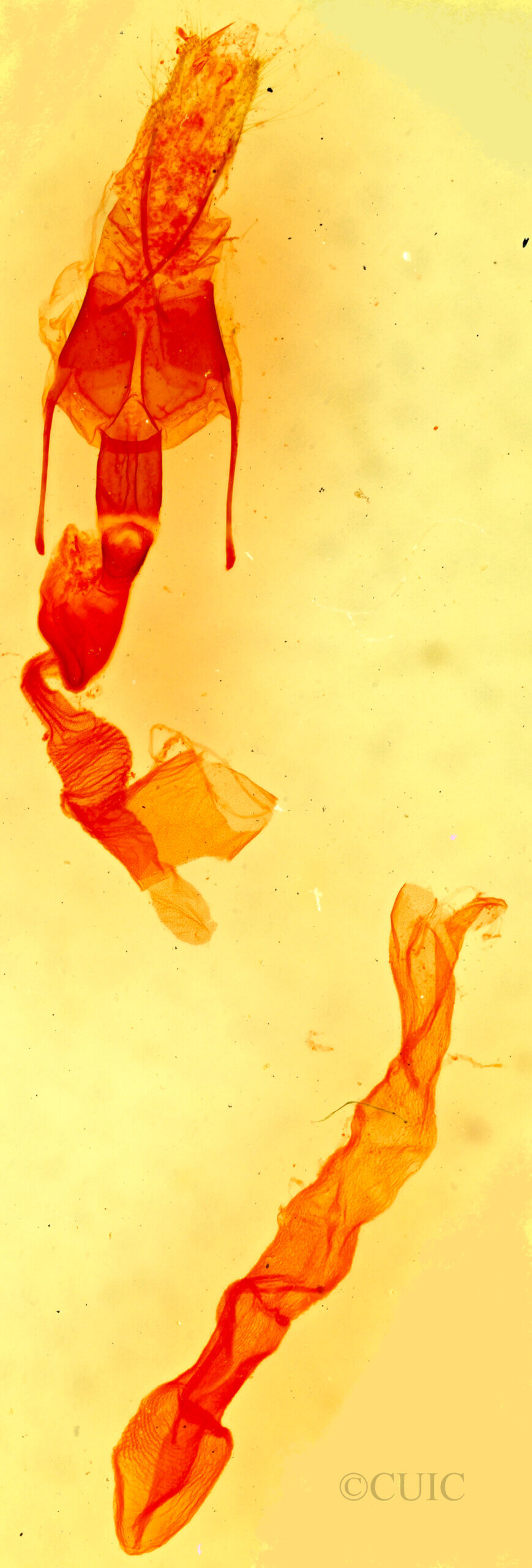 genitalia view of adult Hemeroplanis scopulepes