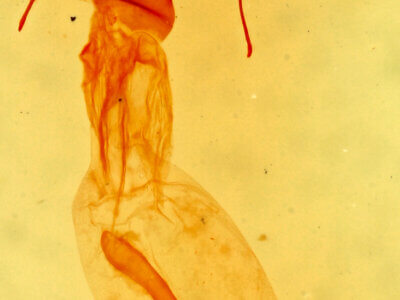 genitalia view of adult Hemeroplanis habitalis