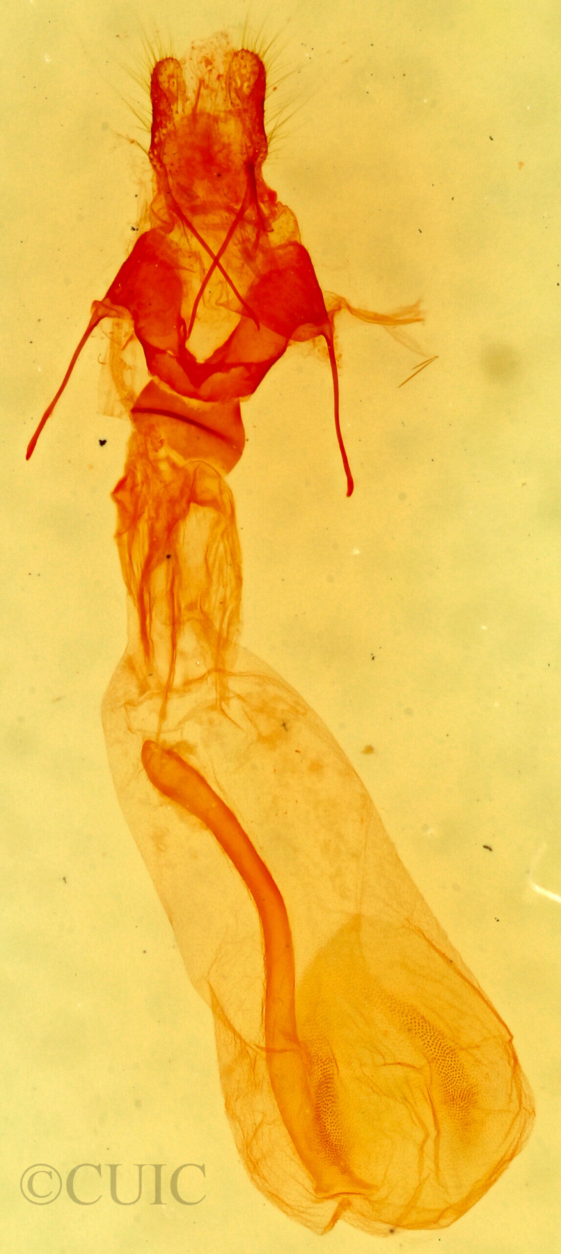 genitalia view of adult Hemeroplanis habitalis