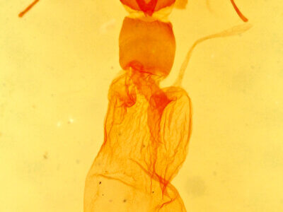 genitalia view of adult Hemeroplanis historialis