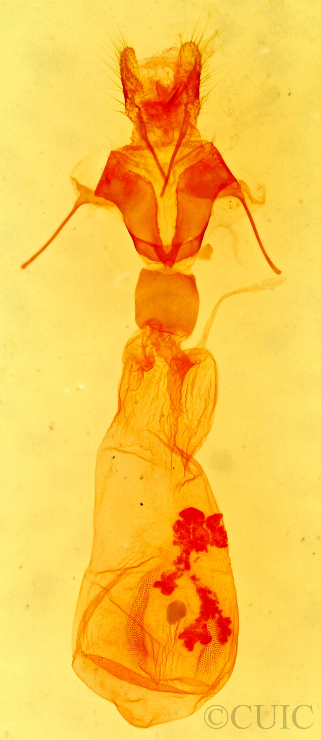 genitalia view of adult Hemeroplanis historialis