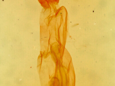 genitalia view of adult Hemeroplanis parallela