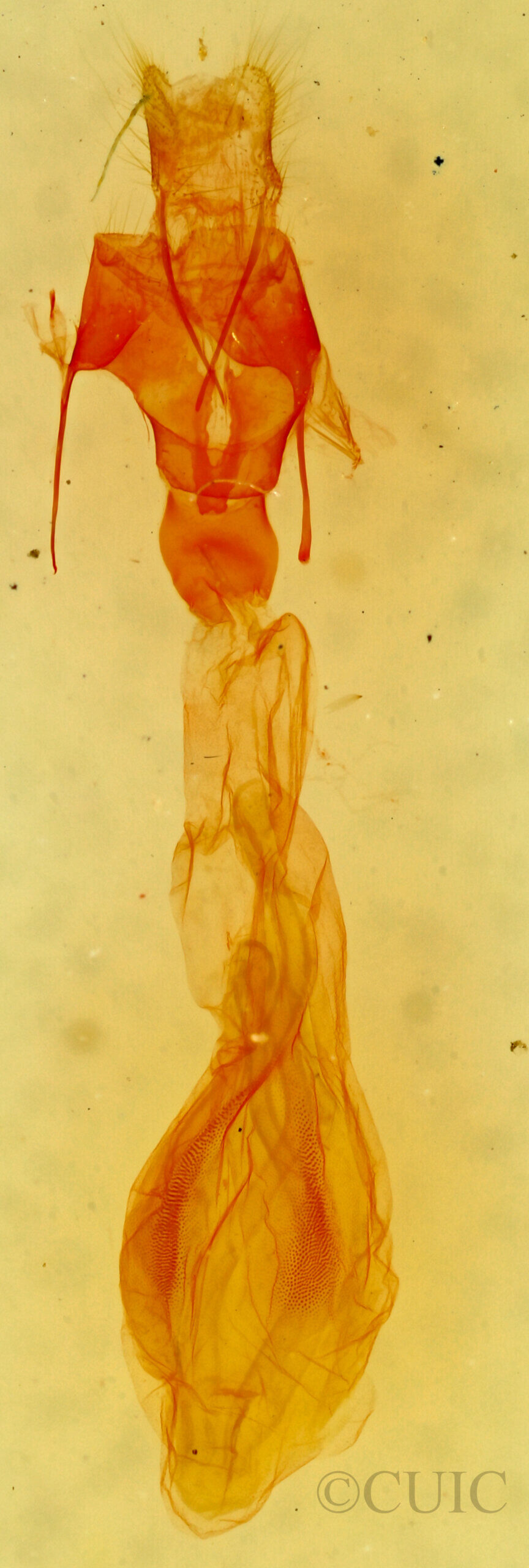 genitalia view of adult Hemeroplanis parallela