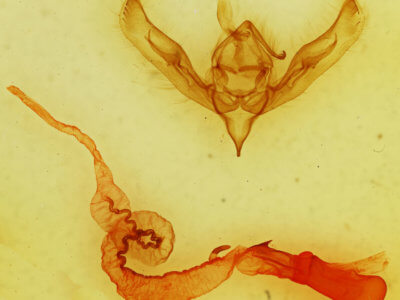 genitalia view of adult Anicla forbesi
