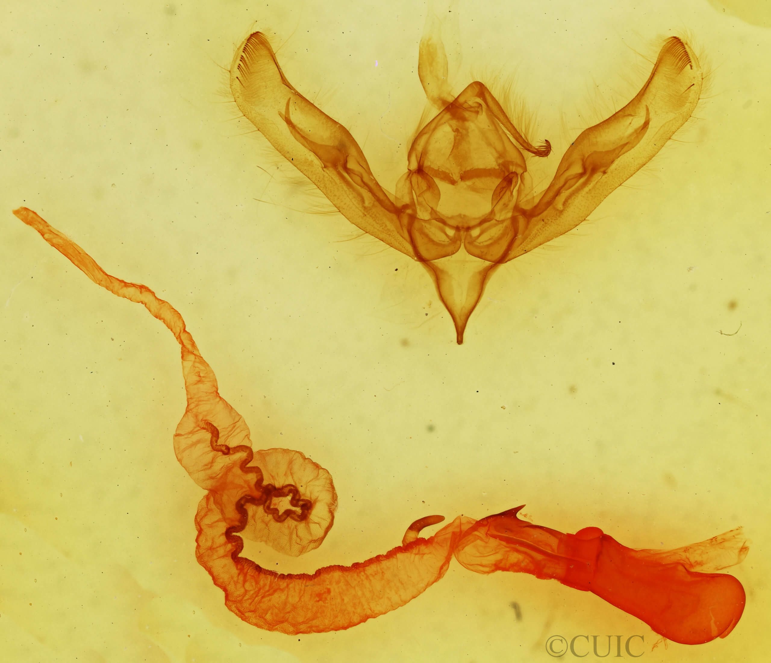 genitalia view of adult Anicla forbesi