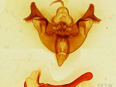 genitalia view of adult Papaipema sp.