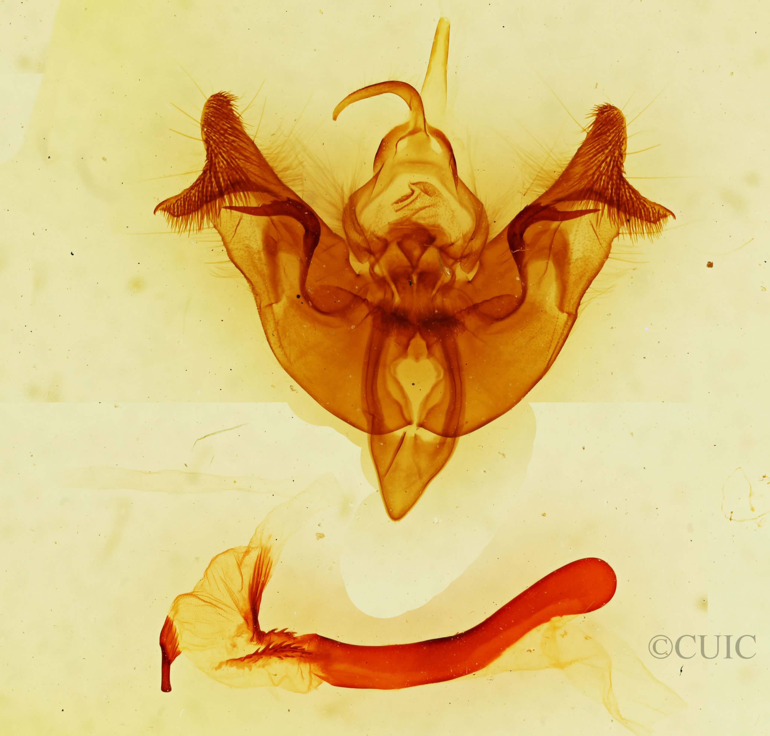 genitalia view of adult Papaipema sp.