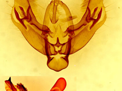 genitalia view of adult Diarsia dislocata