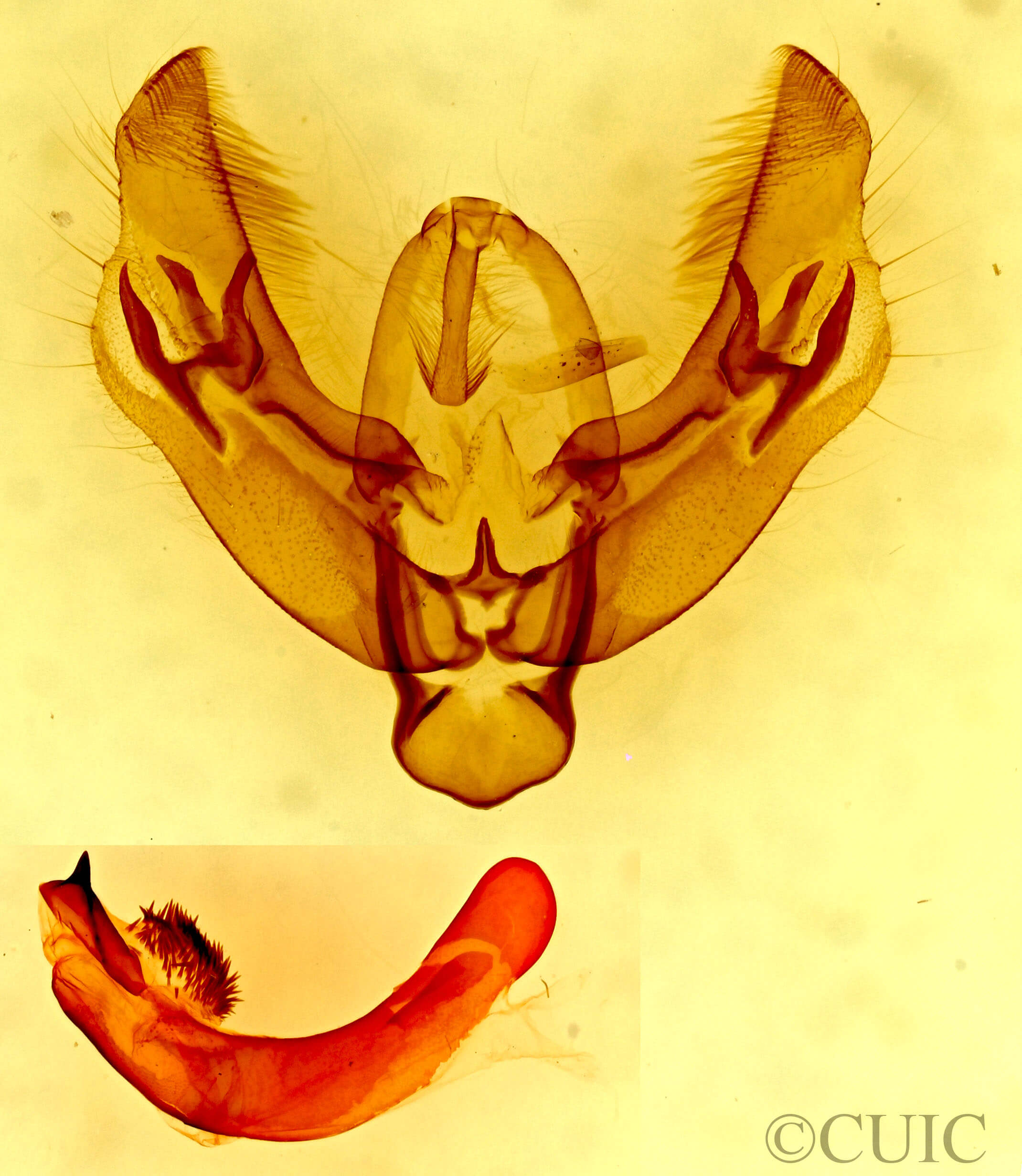 genitalia view of adult Diarsia dislocata