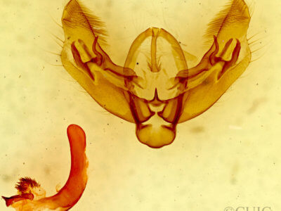 genitalia view of adult Diarsia dislocata