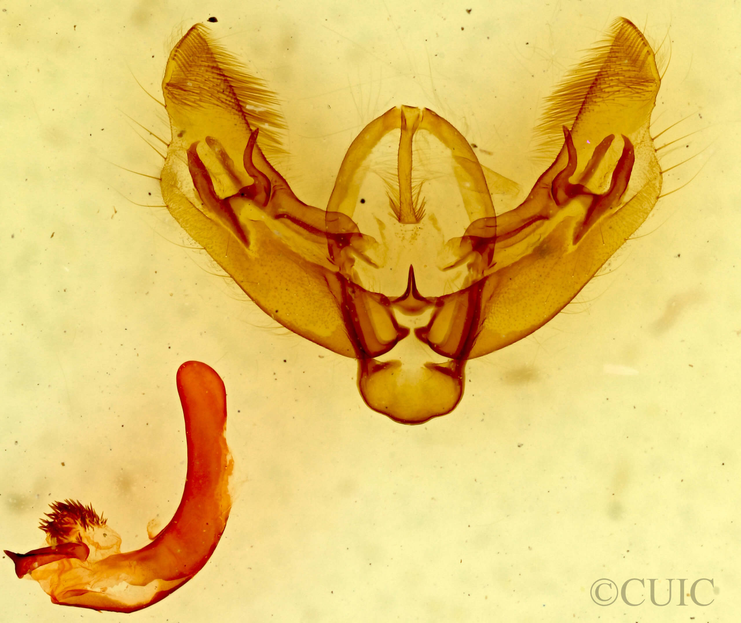 genitalia view of adult Diarsia dislocata